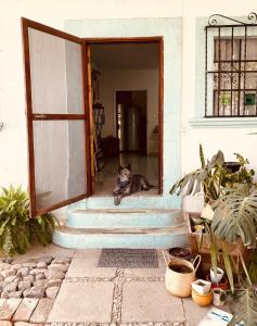 un perro sentado en la puerta de una casa en Lool Beh Hostal, en San Miguel de Allende