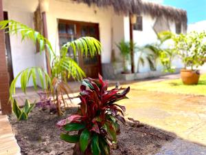 VILA LITORANEA Hotel外面的花园
