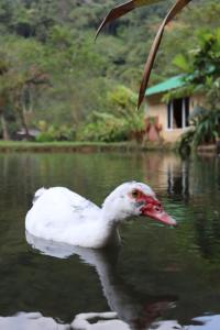 a white duck swimming in the water near a house at Sapiens house "cabaña del lago" in Cali