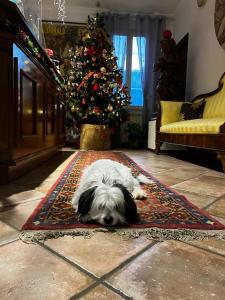 a dog laying on a rug in front of a christmas tree at B&B Metamorphosi in Fiuggi