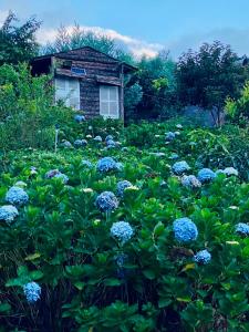 a field of blue flowers in front of a house at Làng Quê Farm Stay in Da Lat