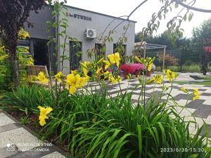 a garden with yellow flowers in front of a building at 3-Studio in Poznań