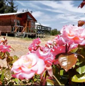 eine Gruppe rosa Rosen vor einem Haus in der Unterkunft Cabañas Laguna Seca 