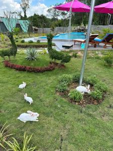 Bazén v ubytování Lucky Star Resort nebo v jeho okolí