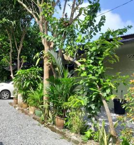 a row of plants in pots next to a car at Hidden Homestay in Marang