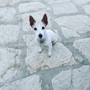 Domáce zviera alebo zvieratá hostí v ubytovaní Petridi House