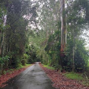 a dirt road with trees on both sides at Fay's Cottage in Dorrigo
