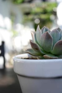 Giardino di Lemon & Lime Guesthouse