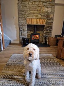 a white dog sitting on a rug in front of a fireplace at Riverbank Cottage, Dog Friendly. Swansea, Llanelli in Hendy