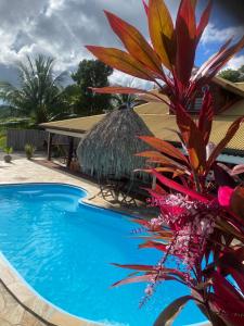 a plant next to a swimming pool with a hut at Habitation Bonneville Chalet et Loft d'exceptions in La Trinité