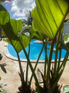 a large green plant next to a swimming pool at Habitation Bonneville Chalet et Loft d'exceptions in La Trinité