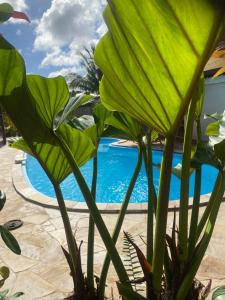 a large green plant next to a swimming pool at Habitation Bonneville Chalet et Loft d'exceptions in La Trinité