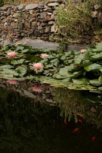 a bunch of pink flowers in a pond at Under The Linden Tree Tinos in Koumáros