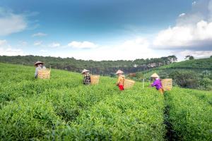 un grupo de personas caminando por un campo con cestas en StayVista's Tree Tops & Tea Trails - Mountain-View Villa Amidst Tea Plantation with Telescope & Gazebo en Darjeeling