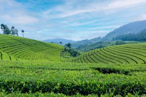 a field of tea plantations on a hillside at StayVista's Tree Tops & Tea Trails - Mountain-View Villa Amidst Tea Plantation with Telescope & Gazebo in Darjeeling