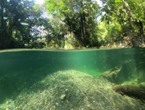 a swimming pool in a jungle with trees in the background at Cabaña Eco-Río Cristalino/Hamacas/Fogata in San Francisco +11 photos