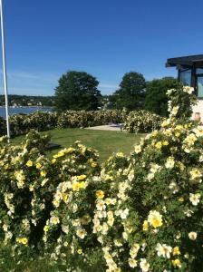 a field of yellow and white flowers in a park at Exklusive rental of the Entire Spacious Ground Floor in Sollentuna