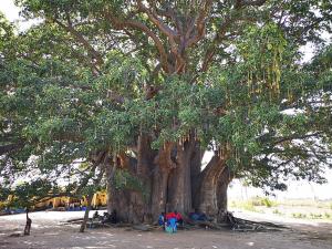 un grupo de personas sentadas bajo un gran árbol en Les Filaos-Villa entre fleuve saloum et ocean en Palmarin