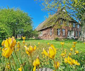 a field of yellow flowers in front of an old house at MB-Farmhouse in Süderhastedt