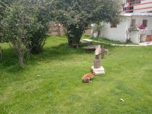 ein Hund, der im Gras auf einem Hof liegt in der Unterkunft Casa de campo hospedaje RyM in Sicuani