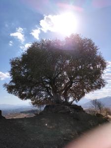 a tree on top of a hill with the sun behind it at Casa Ceratonia in Alora