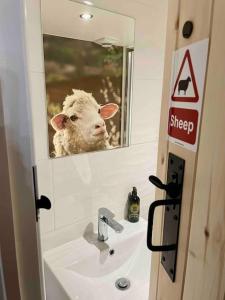 a sheep is looking out of a bathroom mirror at The Walkers' Cwtch in Ffestiniog