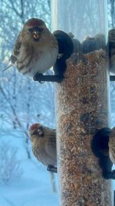 un grupo de aves sentadas sobre un alimentador de aves en Hagi 2 Holiday Home, en Hagi