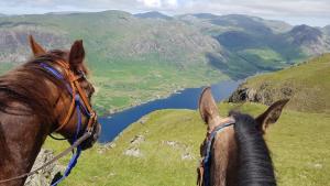 Nether WasdaleにあるScafell and Wasdale Cottagesの川を見つめる山頂に立つ馬2頭