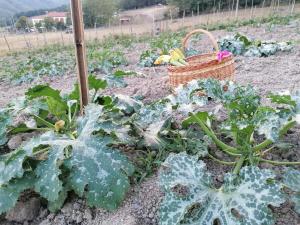 a garden with cabbage and a basket of vegetables at Agriturismo dei Legi in San Pietro Vara