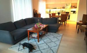a dog is standing in a living room at Shared Modern apartment with pets by the waterfront in Stockholm