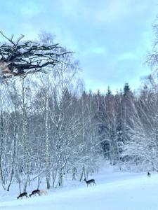 Raftarp - Country side cottage in the woods v zimě