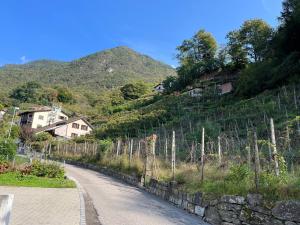 a road next to a hill with vineyards at Violet-Sky Bellinzona in Bellinzona