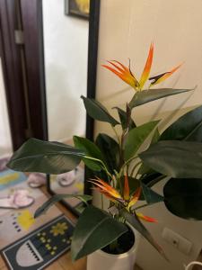 a plant in a vase on a desk at 2BR Top Floor spacious unit in Mandaluyong in Manila