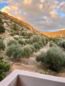 a view of a dirt road with bushes at Thalia Apartments in Agia Galini
