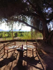 dois bancos sentados debaixo de uma árvore com uma mesa em La Genoveva Posada entre Viñedos em Villa Unión