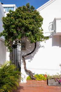 un árbol sentado frente a un edificio en Casa Palmar Cartagena, en Cartagena de Indias