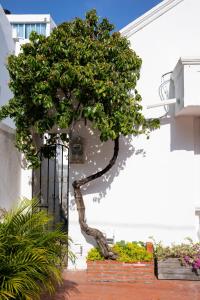 a tree sitting in front of a building at Casa Palmar Cartagena in Cartagena de Indias +21 photos