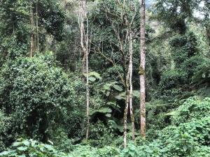 Kinkizi的住宿－The Rustic Gorilla Cabin-Bwindi，林中满是树木和灌木