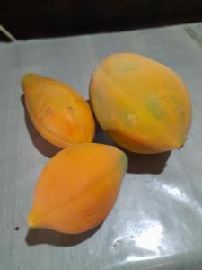 a group of three mangoes sitting on a table at Old Bank Tea Garden in Bocas del Toro