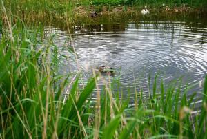 a duck swimming in the water near some grass at Ostseelandhaus mit Südterrasse und Teich OFC 07 in Beiershagen