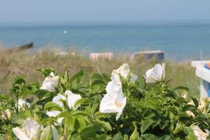 a bush with white flowers in front of a beach at Reihenferienhaus mit Kamin und Terrasse im Ostseeland OFC 11 in Gerdshagen +17 photos