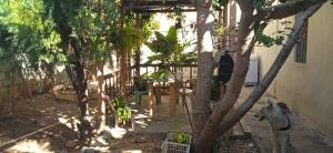 einen Hinterhof mit einem Baum und einem Zaun in der Unterkunft Casa a 300 Mts de la playa, La Romana in La Romana