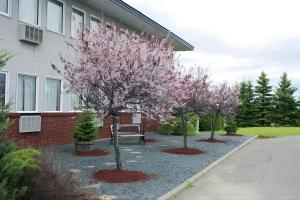 three trees with pink flowers in front of a building at Florenceville Inn, Restaurant & Pool in Florenceville