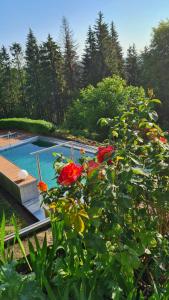 ein Busch mit roten Blumen vor einem Pool in der Unterkunft Ferienwohnung Hauptmann in Frauenwald