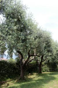 due grandi alberi in un cortile con una panchina sotto di loro di Il Toscanello a Lido di Camaiore