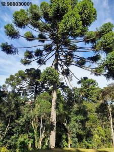 坎普斯杜若爾當的住宿－Pousada Lofts e Suítes Campos，树木繁茂的田野中的一棵大松树