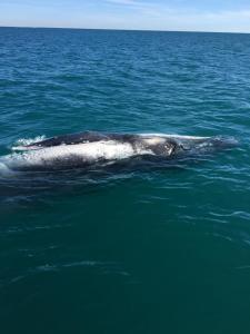 ein grauer Wal schwimmt im Wasser in der Unterkunft Seabreeze at Silver Sands Hervey Bay in Hervey Bay