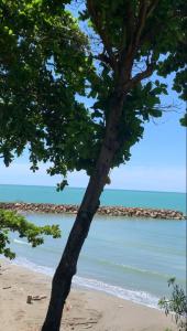 un árbol en una playa con el océano en EL RANCHO DE NUMA, en Arboletes