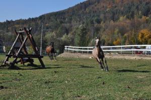 dois cavalos a correr num campo com um aro em Leśny Dworek em Łabowa