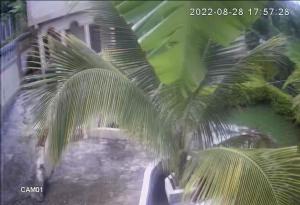 Gallery image of Becaville in Port Antonio